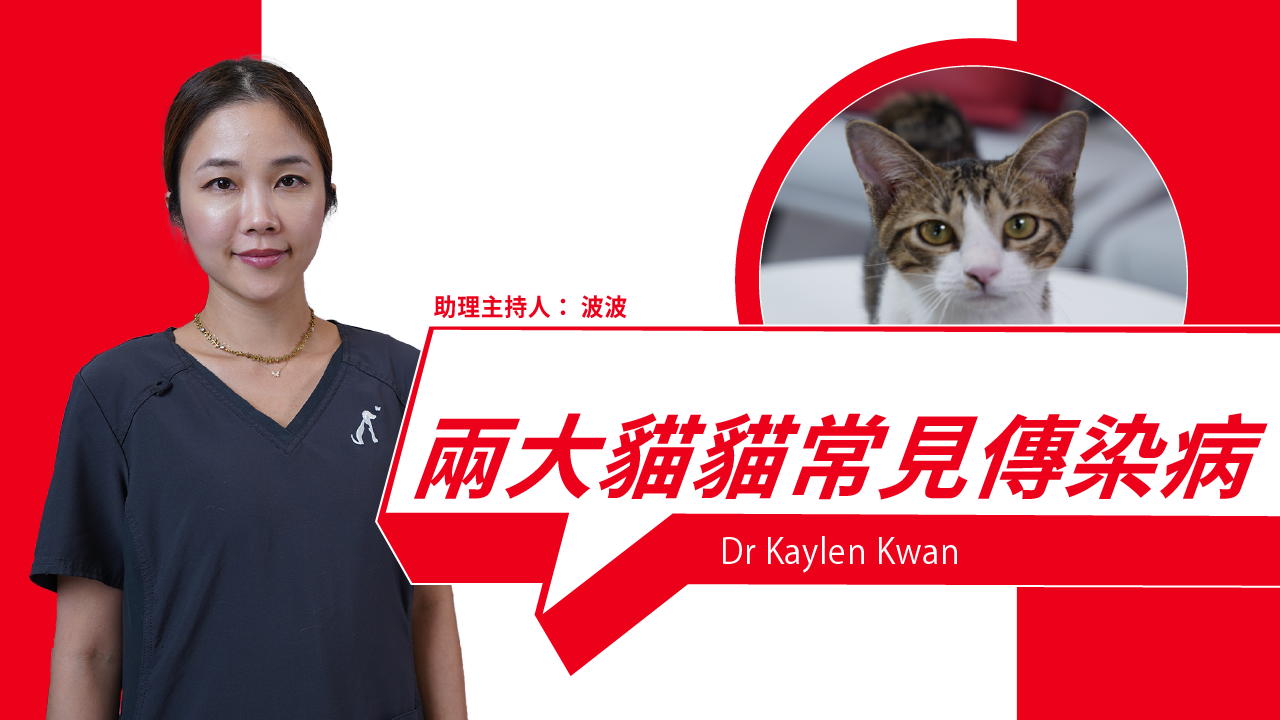 Must-Know Cat Diseases for HK Pet Owners